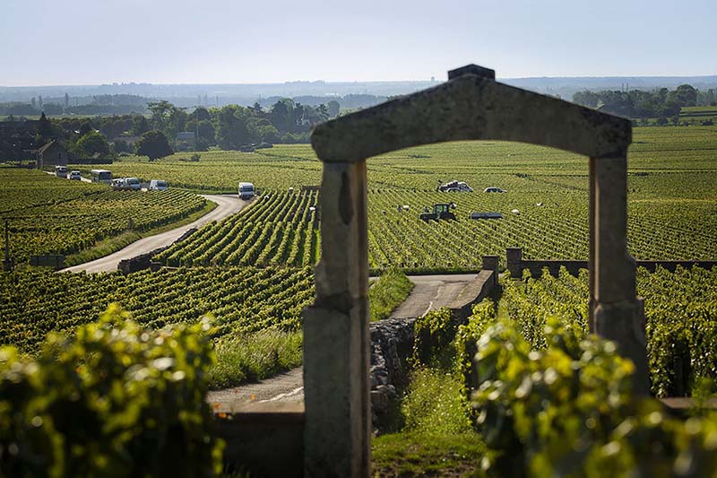 Puligny-Montrachet-gate