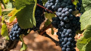 red grapes