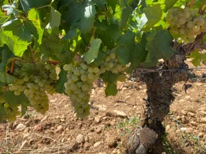 vine and grapes